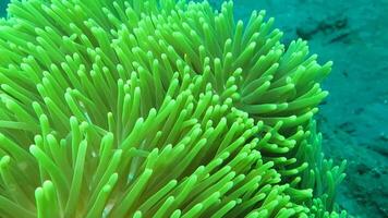 The Underwater life of Pink Skunk Clownfish Amphiprion perideraion video