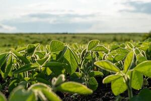Young soy plants thrive in a vast, green field, basking in the soft light of late afternoon as clouds drift overhead, promising a fruitful growth season ahead photo