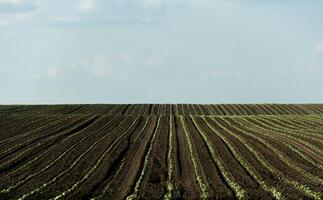 Sunflower sprouts are emerging in well-organized rows across a large agricultural field, basking in sunlight and thriving in fertile soil during the day photo