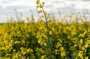 A vibrant field of blooming rapeseed flowers spreads across the landscape, underscoring their importance in biofuel production and sustainable farming efforts photo