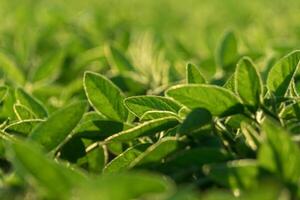 Lush green soy plants stretch across a sunlit field, showcasing their vibrant leaves and healthy growth in the warm summer light. Nature flourishes abundantly photo