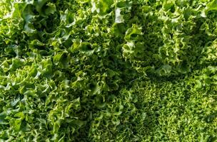 Lettuce leaves displayed in a lush green arrangement, highlighting varying textures and shades, emphasizing freshness and natural beauty in a garden setting photo