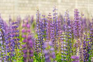 A colorful display of purple wildflowers stands tall in a sunny field against a neutral background, highlighting the beauty of nature in full bloom photo