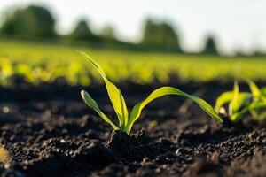 A young corn plant grows out of rich, dark soil, basking in soft sunlight. It signifies the arrival of spring on a rural farm, promoting growth and agriculture photo