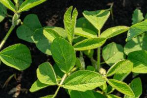 Healthy soybean plants thrive in rich soil, their vibrant green leaves reaching toward the clear blue sky, showcasing nature's growth in a warm, sunny environment photo