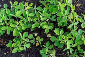 Healthy soybean plants with vibrant green leaves flourish in rich dark soil, basking under the warm sunlight, showcasing growth and vitality photo