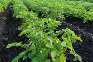 Green potato plants grow robustly in a fertile field, showcasing their vibrant leaves against rich, dark soil during the warm summer season photo