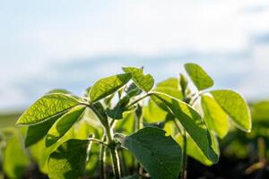 Green soybean plants stretch upwards in a field, basking in sunlight against a backdrop of blue skies and wispy clouds, indicating a nurturing growing season photo