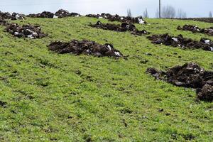 Workers have recently spread manure across a lush green field, promoting soil fertility while dark clouds linger in the background, hinting at possible rain photo