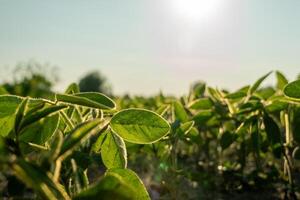 Vibrant soybeans flourish in a field, basking in the warm morning sunlight. The delicate leaves glisten while hinting at a bountiful harvest ahead photo