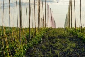 Bean plants grow in neatly arranged rows with trellises for support. The landscape is bathed in warm light, showcasing a tranquil farming environment photo