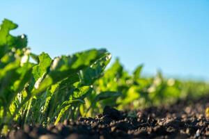 Bright green beet plants thrive in fertile soil on a sunny day. Rows stretch across the field, reaching towards the clear blue sky, highlighting healthy growth photo