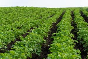 Rows of vibrant green potato plants stretch across a rich, dark soil field. The sunlight enhances the lush foliage, indicating healthy growth and cultivation photo