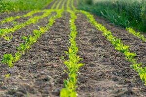 Rows of young cabbage seedlings thrive in fertile soil under bright sunlight, showcasing the beauty of agriculture in a rural setting during spring photo