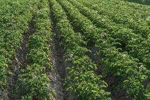 Rows of healthy potato plants stretch across the field, showcasing green leaves and delicate flowers under clear blue skies during a sunny day photo