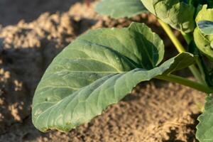 A vibrant green cabbage leaf displays its texture while sunlight casts a warm glow over the garden soil, showcasing the plant's growth and vitality photo