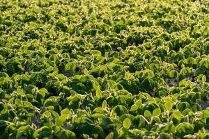 Rows of vibrant green soybean plants stretch across the field under the soft light of early morning. Budding leaves are visible throughout the landscape photo