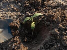 Sunflower sprouts are growing strong in freshly tilled soil, showing vibrant green leaves under warm sunlight, highlighting new life in the garden photo