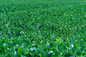 Lush green beans thrive in a field during summer, showcasing vibrant plant life and healthy growth. Sunlight illuminates the scene, enhancing the rich colors photo