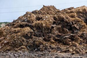 A large pile of decomposing organic material is situated in a rural area, highlighting the natural process of waste recycling in agriculture under a cloudy sky photo