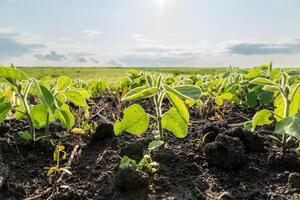 Soybean plants growing in a field photo