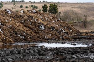 In a rural setting during winter, farmers handle a large mound of cow manure beside a muddy area, with distant trees and hills visible in the background photo