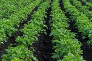 Healthy potato plants thrive in straight, organized rows on a farm field. The vibrant green foliage indicates good growth during the late spring season and warm weather photo