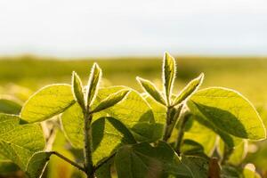 Fresh soybean plants display vibrant green leaves illuminated by sunlight in an expansive agricultural field, showcasing growth in the late afternoon photo