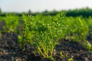 Fresh carrot tops emerge from rich soil in a sunny field. The lush green foliage indicates healthy growth during the warm afternoon, promising a fruitful harvest ahead photo
