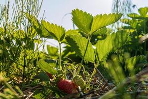 Lush strawberry plants thrive in a vibrant field, displaying ripe and unripe berries. The warm sunlight enhances the green leaves against a clear sky above photo