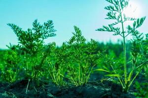 Green shoots thrive in sunlight, showcasing growth in a lush field during the early morning hours. Nature's brilliance captivates with vivid colors and life photo