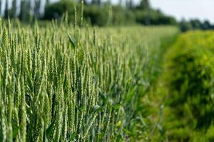 Lush green wheat stalks stand tall in a field, showing signs of maturity while bright sunlight illuminates the landscape in a serene rural atmosphere photo