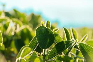 Vibrant green leaves glisten in the sunlight, showcasing intricate textures and shapes in a lush field at dusk, highlighting nature's beauty and serenity photo