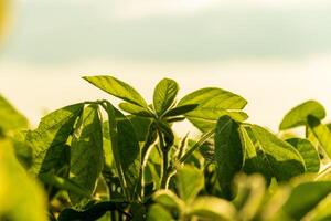 Soybean plants thrive in the warm sunlight, showcasing vibrant green leaves against a vast sky. The natural setting captures rural agricultural life photo