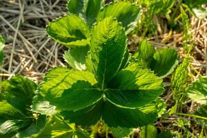 Bright green leaves of a strawberry plant bask in sunlight, showcasing the intricate leaf structure and healthy growth in a garden setting during spring photo