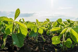 Young soybean plants emerge from dark soil, basking in sunlight beneath a bright blue sky, signaling a thriving agricultural landscape in mid-summer photo