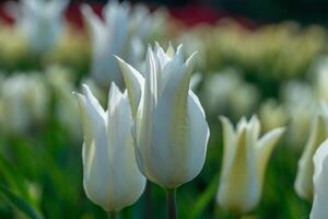 Vibrant garden filled with blooming white tulips standing tall against a backdrop of colorful flowers under bright sunlight in springtime photo