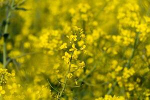 Bright yellow flowers stretch across a lush field, creating a stunning visual display under the warm sunlight. Nature's beauty unfolds in full bloom photo