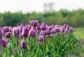 Lush purple tulips stand tall in a green field filled with sunlight, indicating the arrival of spring. Nearby greenery enhances the serene and picturesque view photo