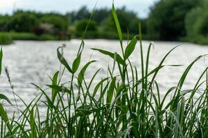 Lush green grass stands tall along the riverbank as gentle breezes ripple the water surface, creating a calming atmosphere in the early afternoon light photo