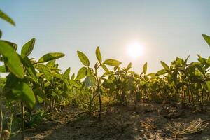 Bright sunlight illuminates a vibrant soybean field, showcasing young plants thriving in the farm's fertile soil during a warm day in spring photo