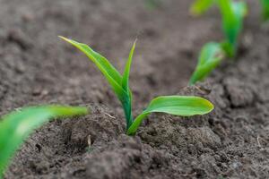 Young corn plants are breaking through the soft, fertile ground in a farm field. The bright green leaves showcase the beginning of the growing season under clear skies photo