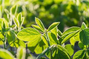Healthy soybean plants flourish in a lush green field, basking in sunlight. The vibrant leaves indicate strong growth, ideal conditions for agricultural success photo