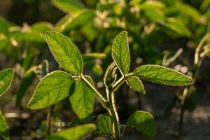 Young soybean plants thrive in a farm field under bright sunlight. The lush green leaves are prominently featured, highlighting healthy growth and vitality photo