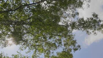 Crown of trees with a bright day of sun and rays. video