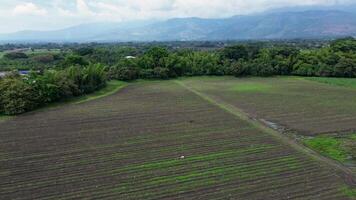 Aerial drone view of expansive plowed agricultural field with fertile soil and green crops growing in rural countryside landscape video