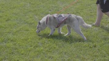 Dog siberian husky runs along the a grass behind the owner. The inscription on the leash Husky. video