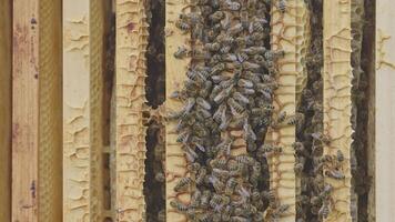 Bees working on honeycomb frame in apiary video