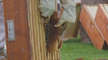 Beekeeper removing honeycomb from observation hive video