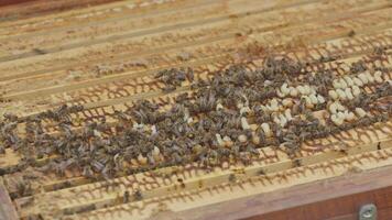 Bees working on honeycomb frame in beehive video